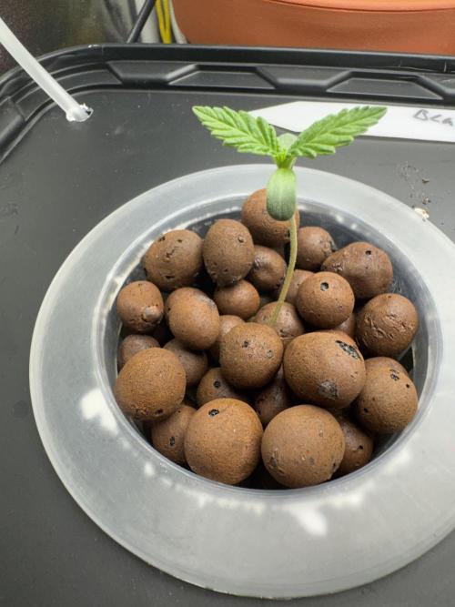 7th grow 1st HYDRO! Blue gelato by RQS. Week 0