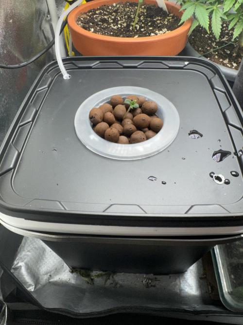 7th grow 1st HYDRO! Blue gelato by RQS. Week 0