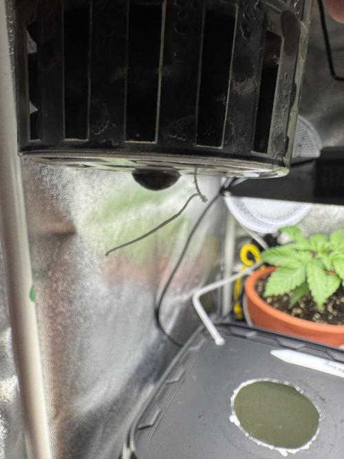 7th grow 1st HYDRO! Blue gelato by RQS. Week 0