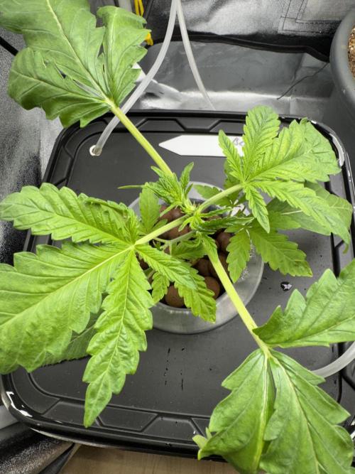 7th grow 1st HYDRO! Blue gelato by RQS. Week 2