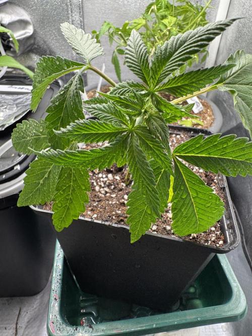 6th grow royal skywalker by RQS. Week 2