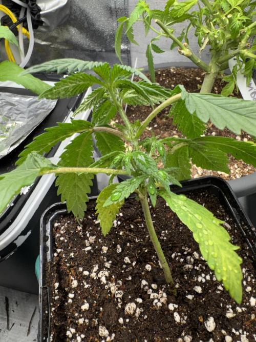 6th grow royal skywalker by RQS. Week 2