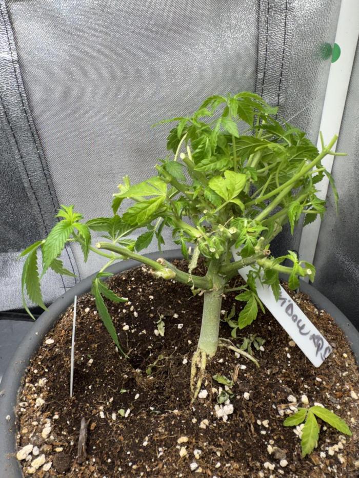 4th grow.Shining Silver Haze RQS. Week 9