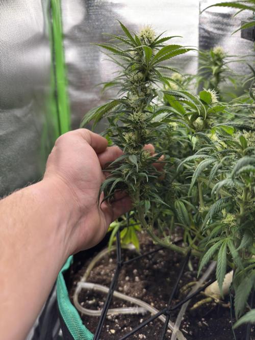 RQS White Widow 3Rd grow (low Budget). Week 15