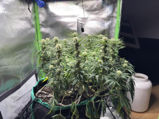 RQS White Widow 3Rd grow (low Budget). Week 15