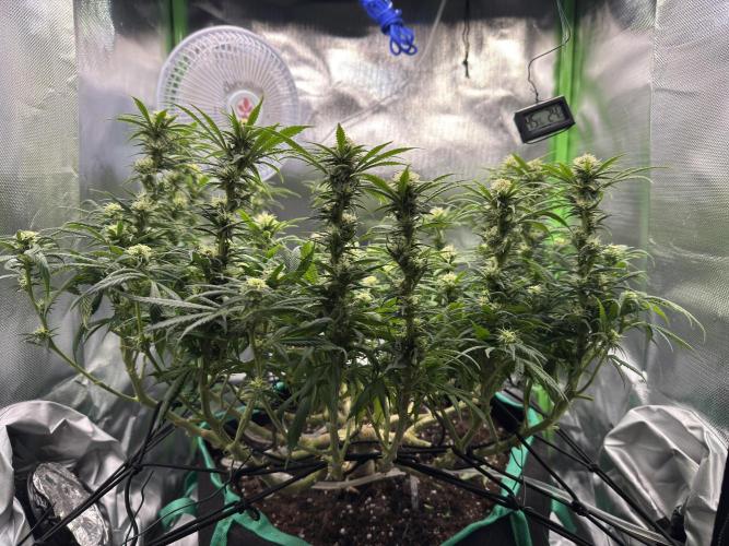 RQS White Widow 3Rd grow (low Budget). Week 15