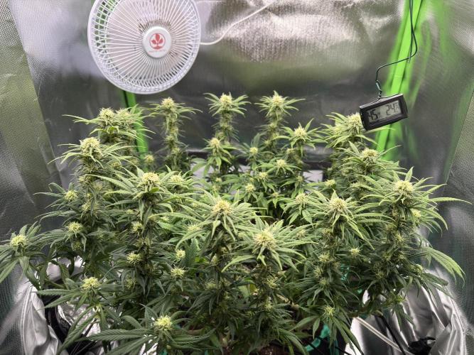 RQS White Widow 3Rd grow (low Budget). Week 15