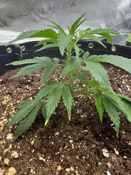 8th grow White widow by RQS big tent. Week 2