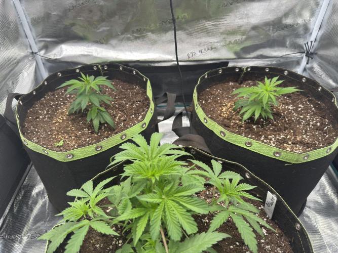 8th grow White widow by RQS big tent. Week 2