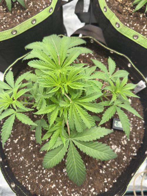 5th grow Biscotti by RQS. Week 4