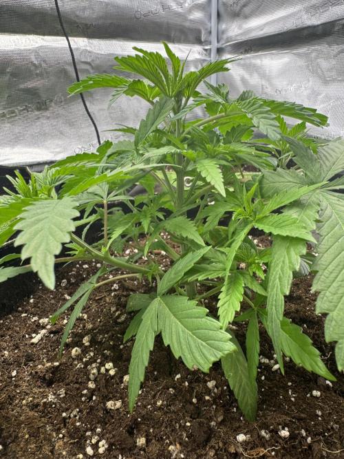 5th grow Biscotti by RQS. Week 4