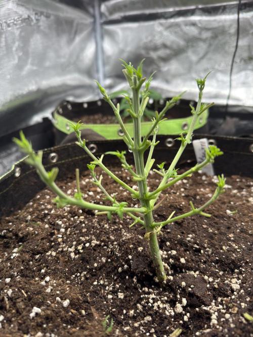 5th grow Biscotti by RQS. Week 4