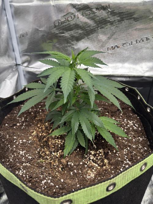 8th grow White widow by RQS big tent. Week 3
