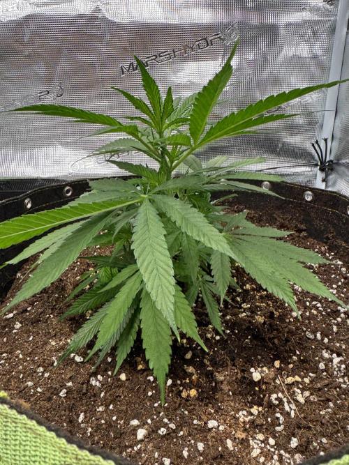 8th grow White widow by RQS big tent. Week 3