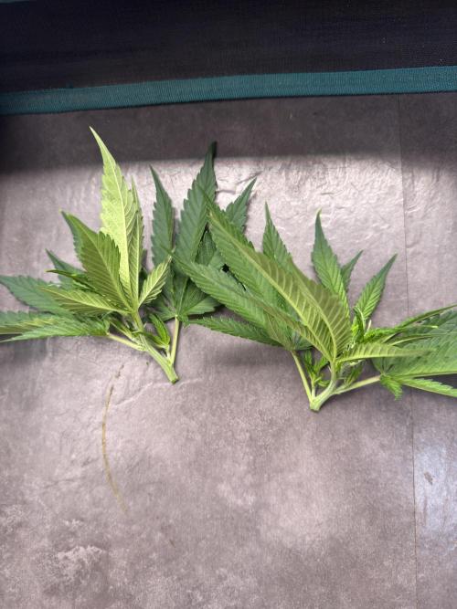 8th grow White widow by RQS big tent. Week 3