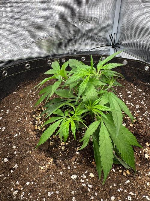 8th grow White widow by RQS big tent. Week 3