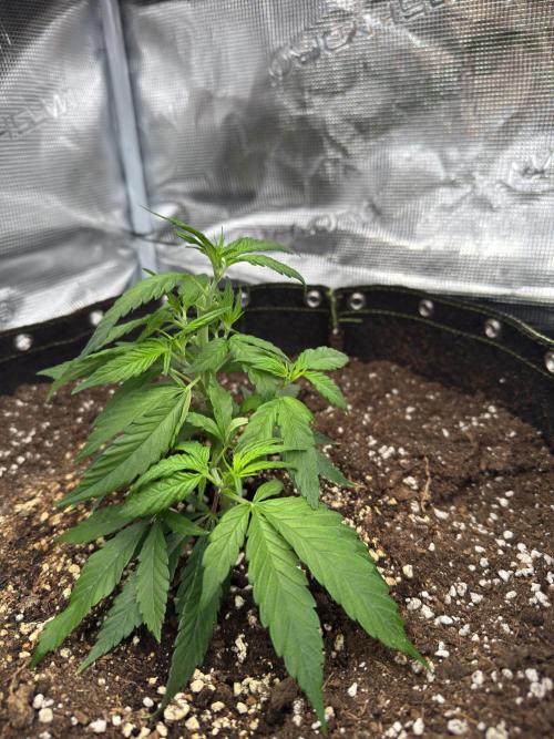 8th grow White widow by RQS big tent. Week 3