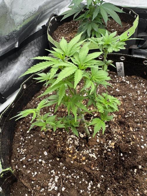 5th grow Biscotti by RQS. Week 5