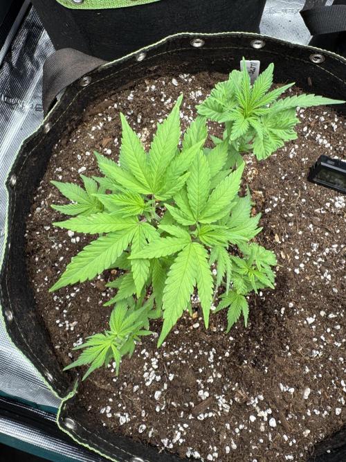 5th grow Biscotti by RQS. Week 5