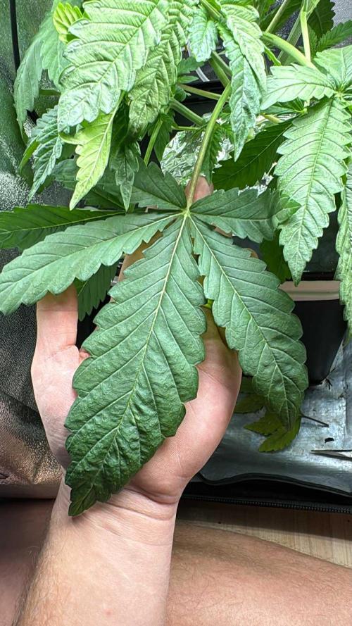 7th grow 1st HYDRO! Blue gelato by RQS. Week 3