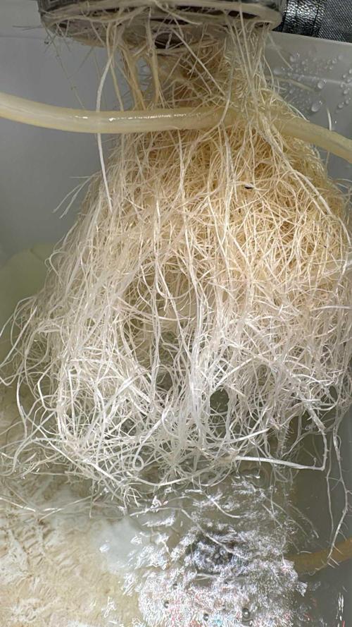 7th grow 1st HYDRO! Blue gelato by RQS. Week 3