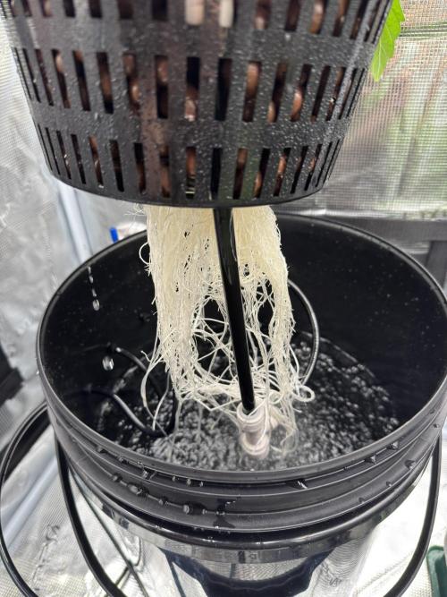 7th grow 1st HYDRO! Blue gelato by RQS. Week 3