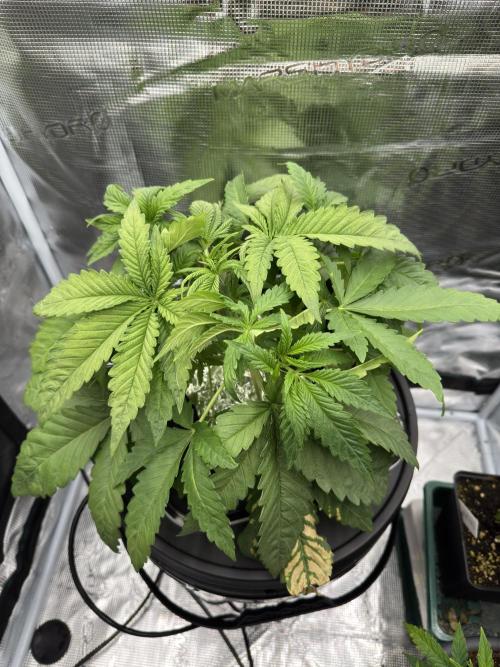 7th grow 1st HYDRO! Blue gelato by RQS. Week 3