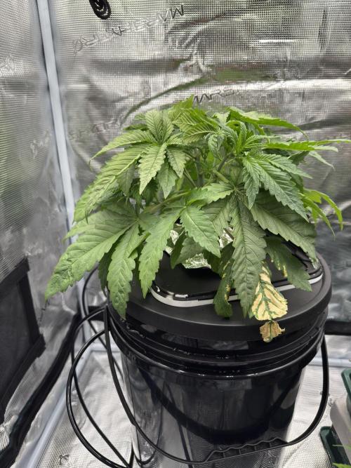 7th grow 1st HYDRO! Blue gelato by RQS. Week 3