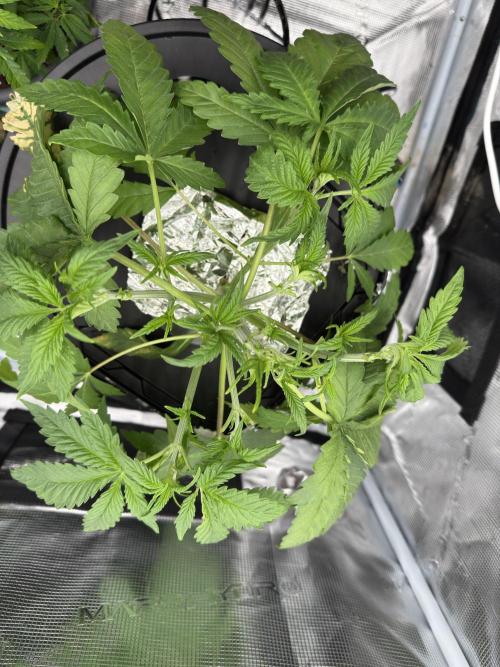 7th grow 1st HYDRO! Blue gelato by RQS. Week 3