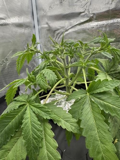 7th grow 1st HYDRO! Blue gelato by RQS. Week 3