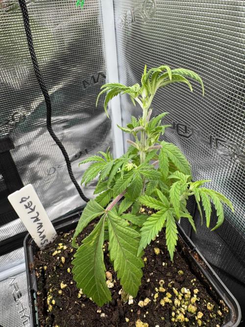 6th grow royal skywalker by RQS. Week 3