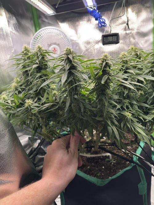 RQS White Widow 3Rd grow (low Budget). Week 16