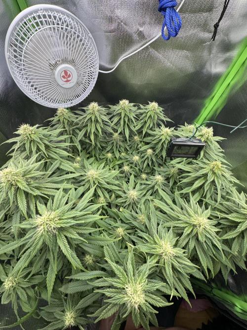 RQS White Widow 3Rd grow (low Budget). Week 16