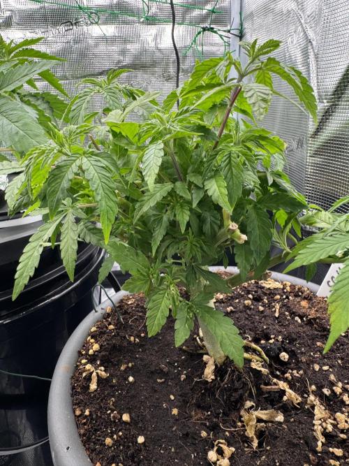 4th grow.Shining Silver Haze RQS. Week 10