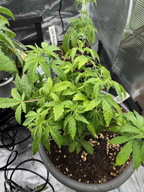 4th grow.Shining Silver Haze RQS. Week 10