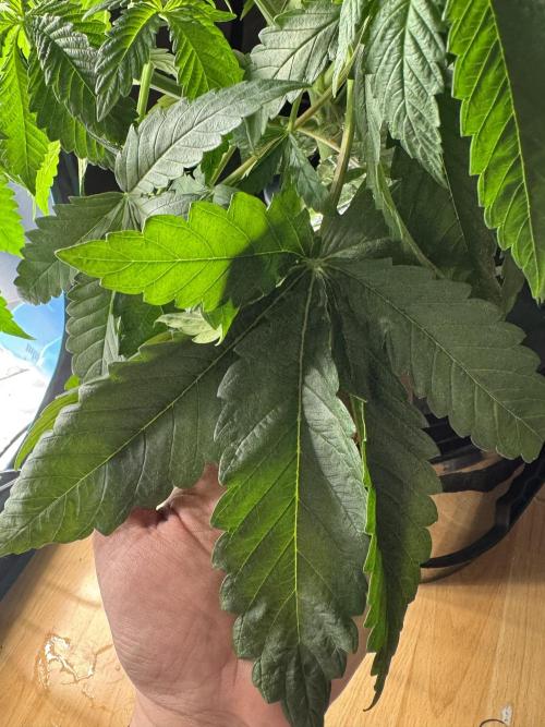 7th grow 1st HYDRO! Blue gelato by RQS. Week 4