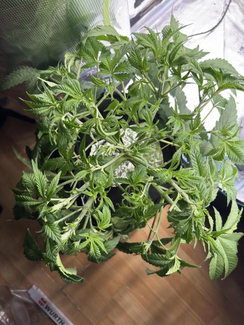 7th grow 1st HYDRO! Blue gelato by RQS. Week 4