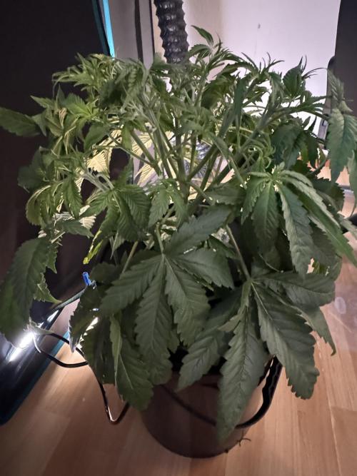 7th grow 1st HYDRO! Blue gelato by RQS. Week 4