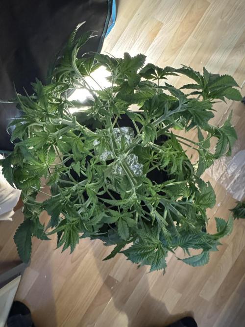 7th grow 1st HYDRO! Blue gelato by RQS. Week 4