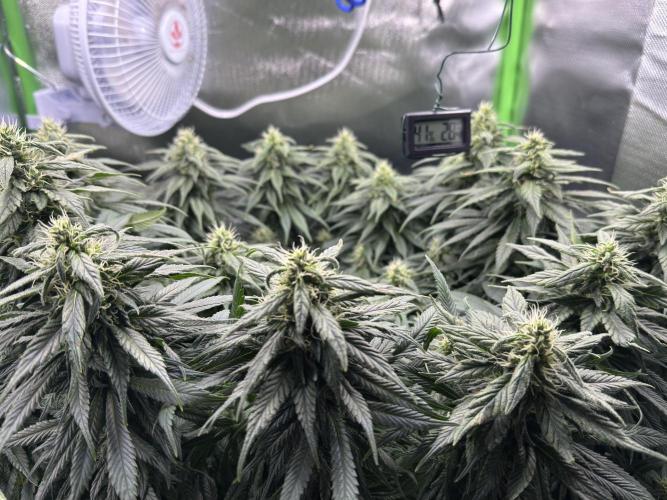 RQS White Widow 3Rd grow (low Budget). Week 17