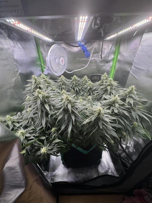 RQS White Widow 3Rd grow (low Budget). Week 17