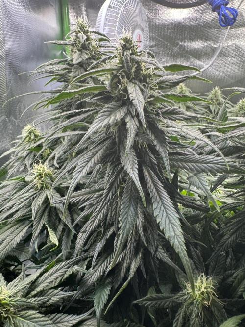 RQS White Widow 3Rd grow (low Budget). Week 17