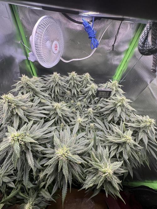 RQS White Widow 3Rd grow (low Budget). Week 17