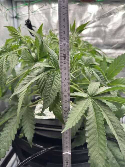 7th grow 1st HYDRO! Blue gelato by RQS. Week 4