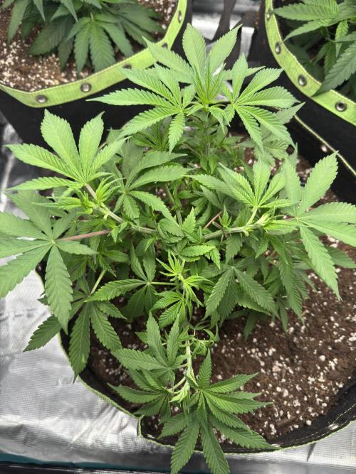 5th grow Biscotti by RQS. Week 6