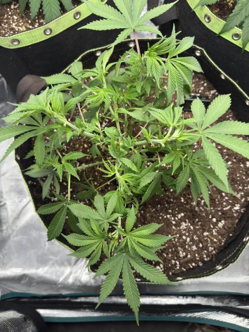 5th grow Biscotti by RQS. Week 6