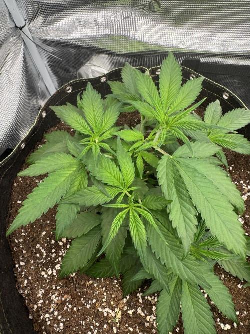 8th grow White widow by RQS big tent. Week 4