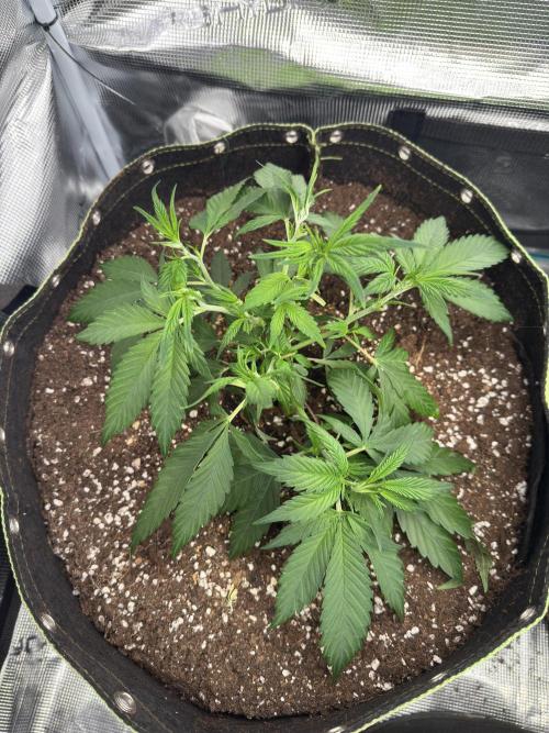 8th grow White widow by RQS big tent. Week 4