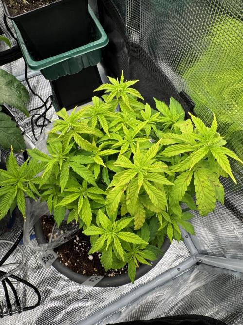 4th grow.Shining Silver Haze RQS. Week 11