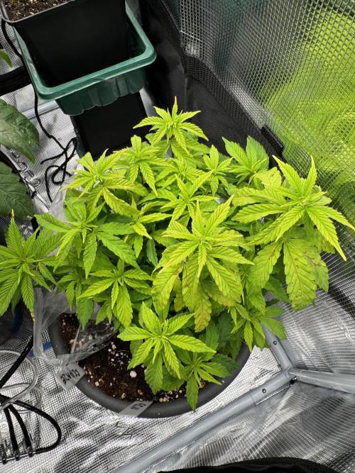 4th grow.Shining Silver Haze RQS. Week 11